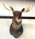 Vintage Young Moose Head Shoulder Mount -Very Clean