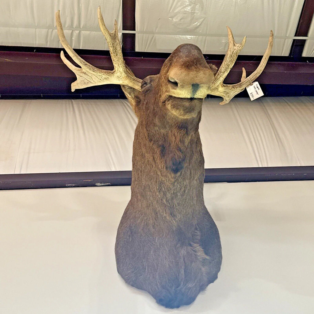 Vintage Young Moose Head Shoulder Mount -Very Clean