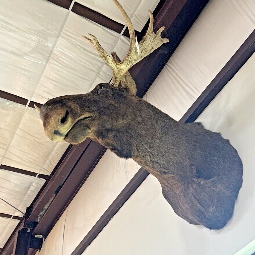 Vintage Young Moose Head Shoulder Mount -Very Clean