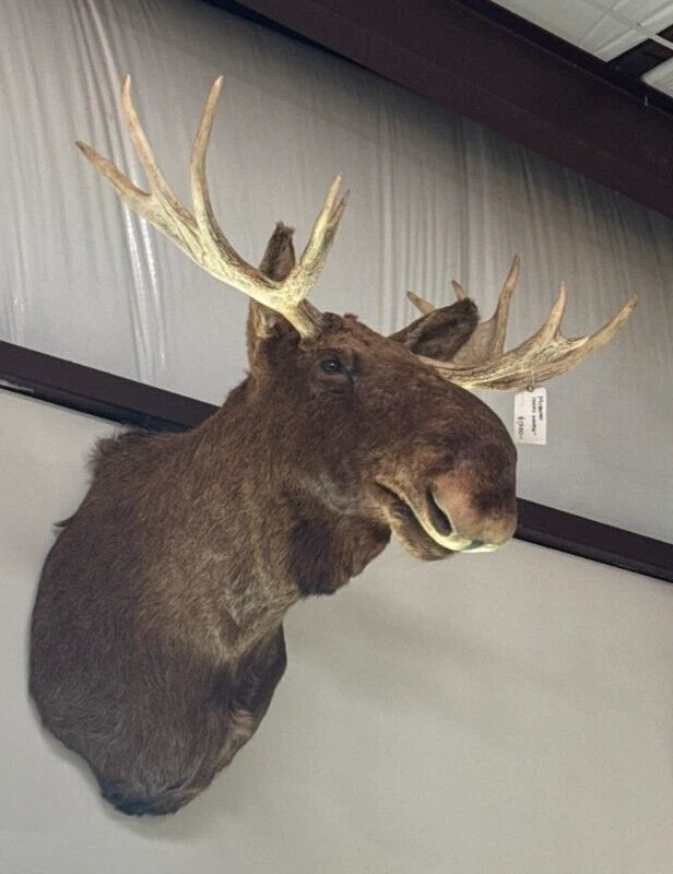 Vintage Young Moose Head Shoulder Mount -Very Clean