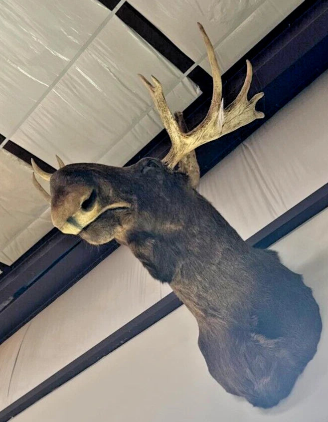 Vintage Young Moose Head Shoulder Mount -Very Clean