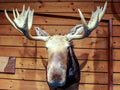 Vintage Young Bull Moose Shoulder Mount
