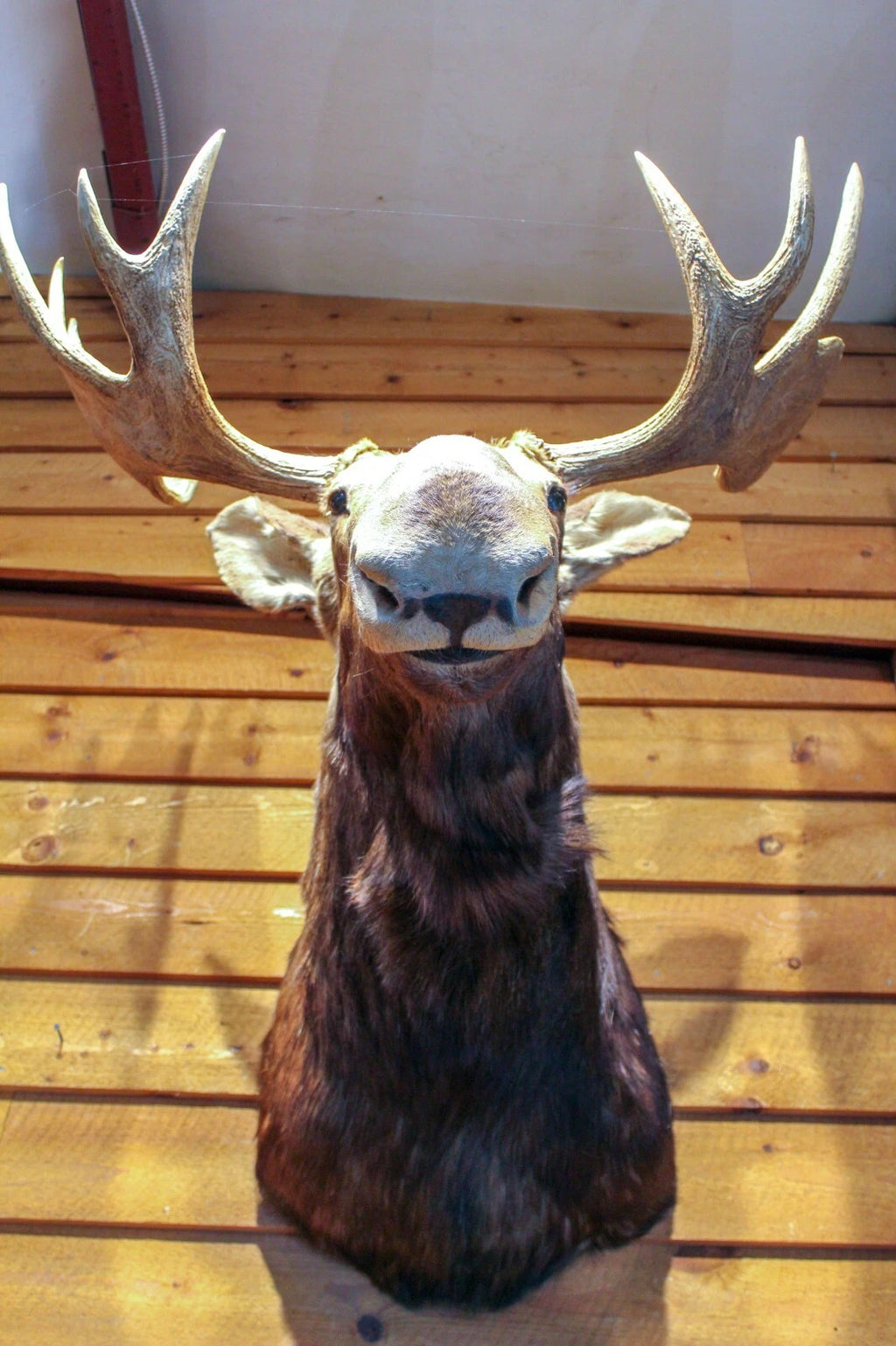 Vintage Young Bull Moose Shoulder Mount
