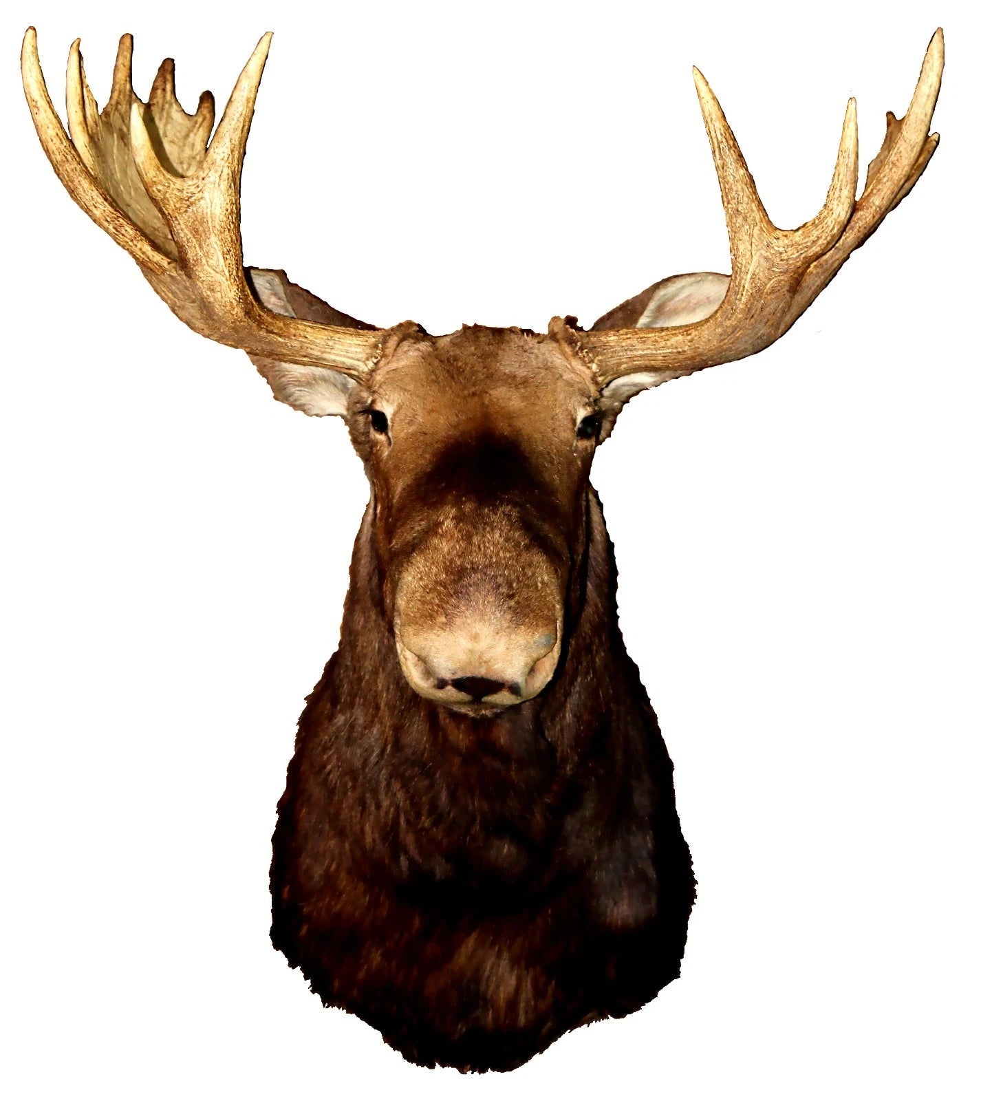 Vintage Young Bull Moose Shoulder Mount