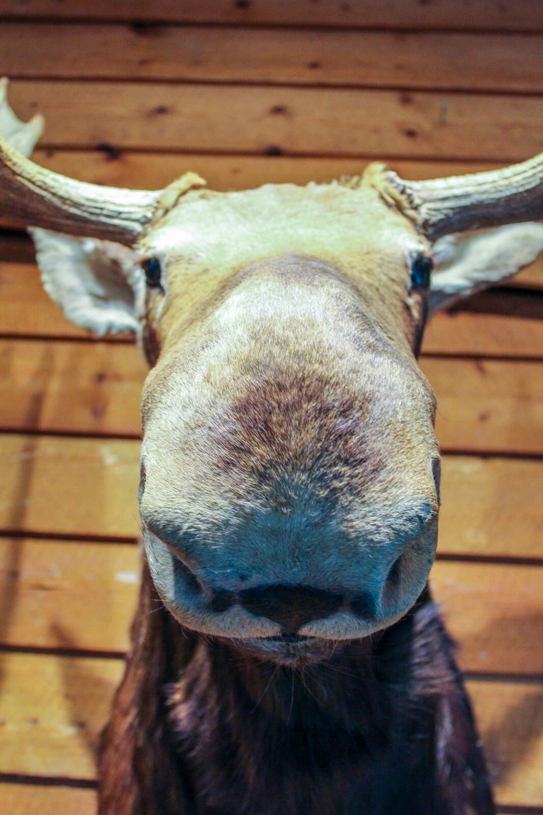 Vintage Young Bull Moose Shoulder Mount