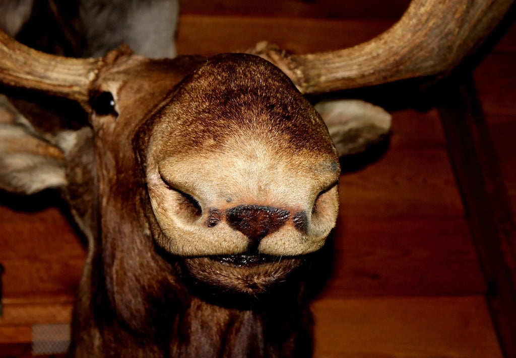 Vintage Young Bull Moose Shoulder Mount