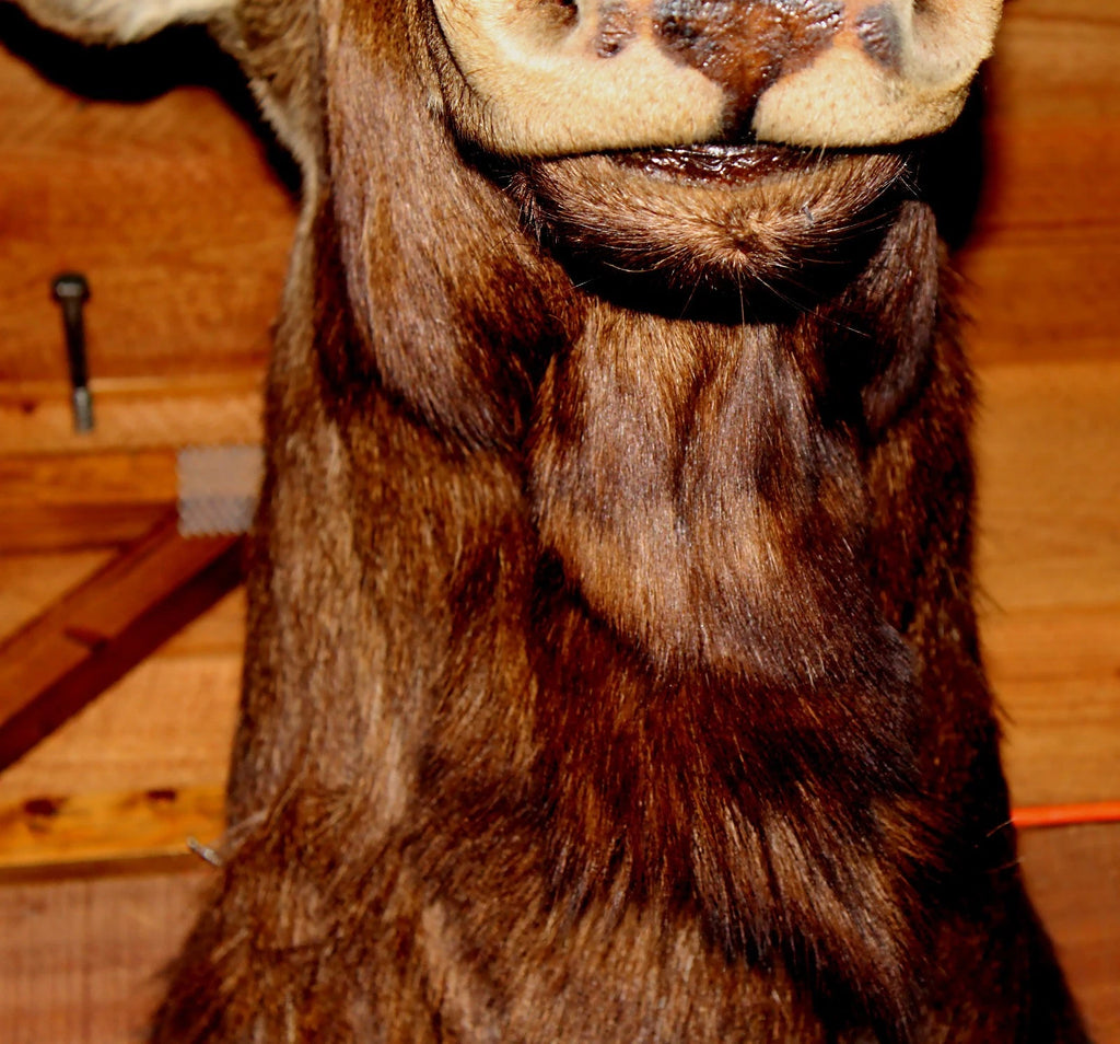 Vintage Young Bull Moose Shoulder Mount