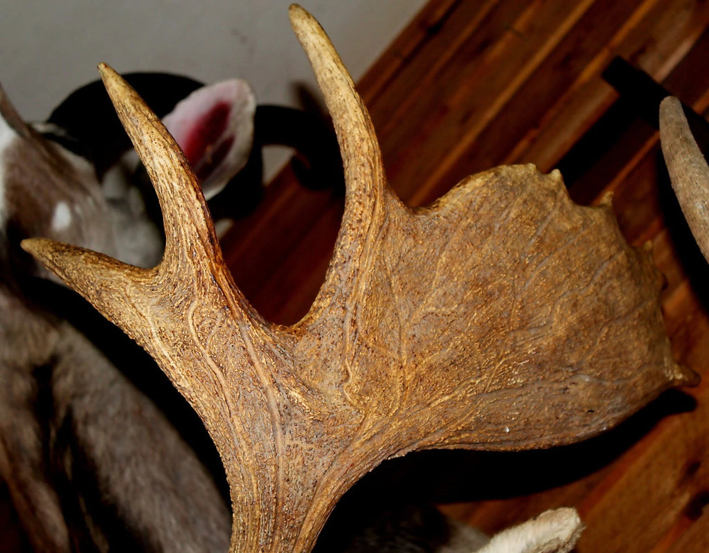 Vintage Young Bull Moose Shoulder Mount
