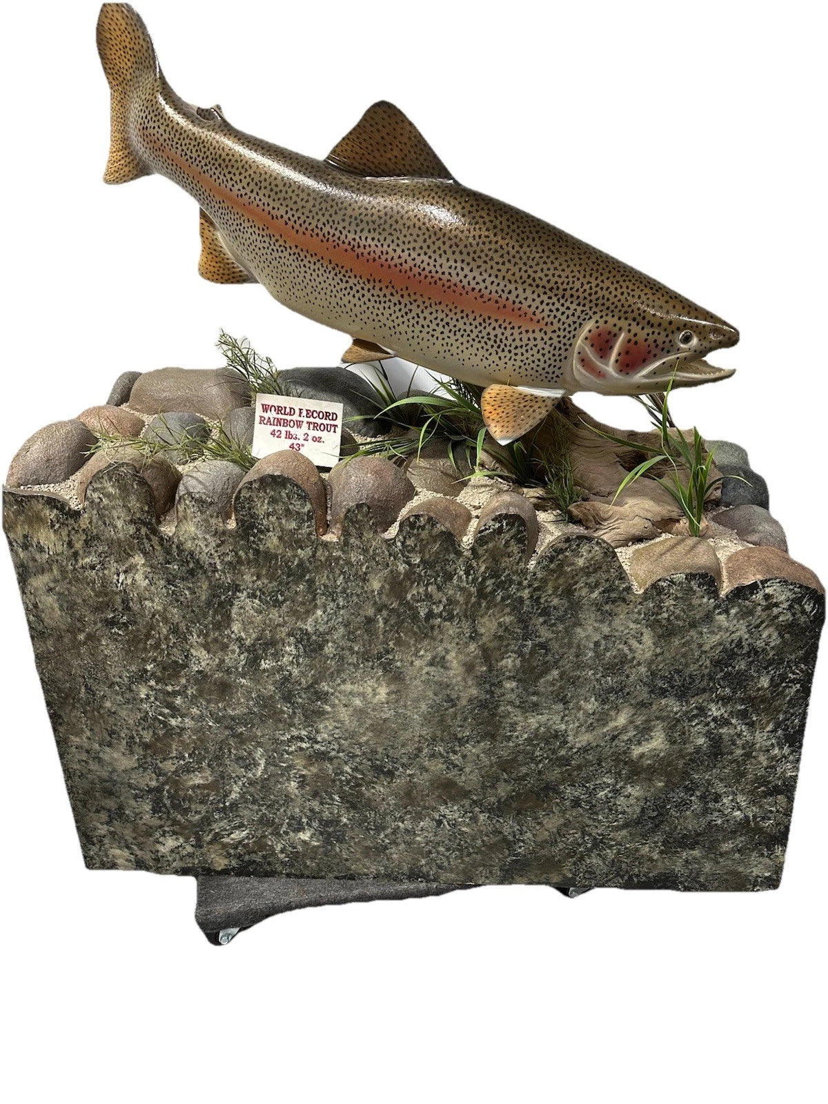 World Record Floor Mounted Rainbow Trout Display