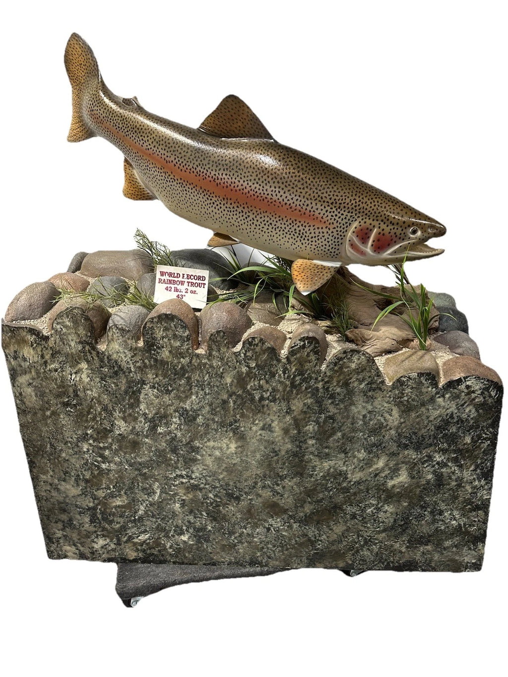 World Record Floor Mounted Rainbow Trout Display