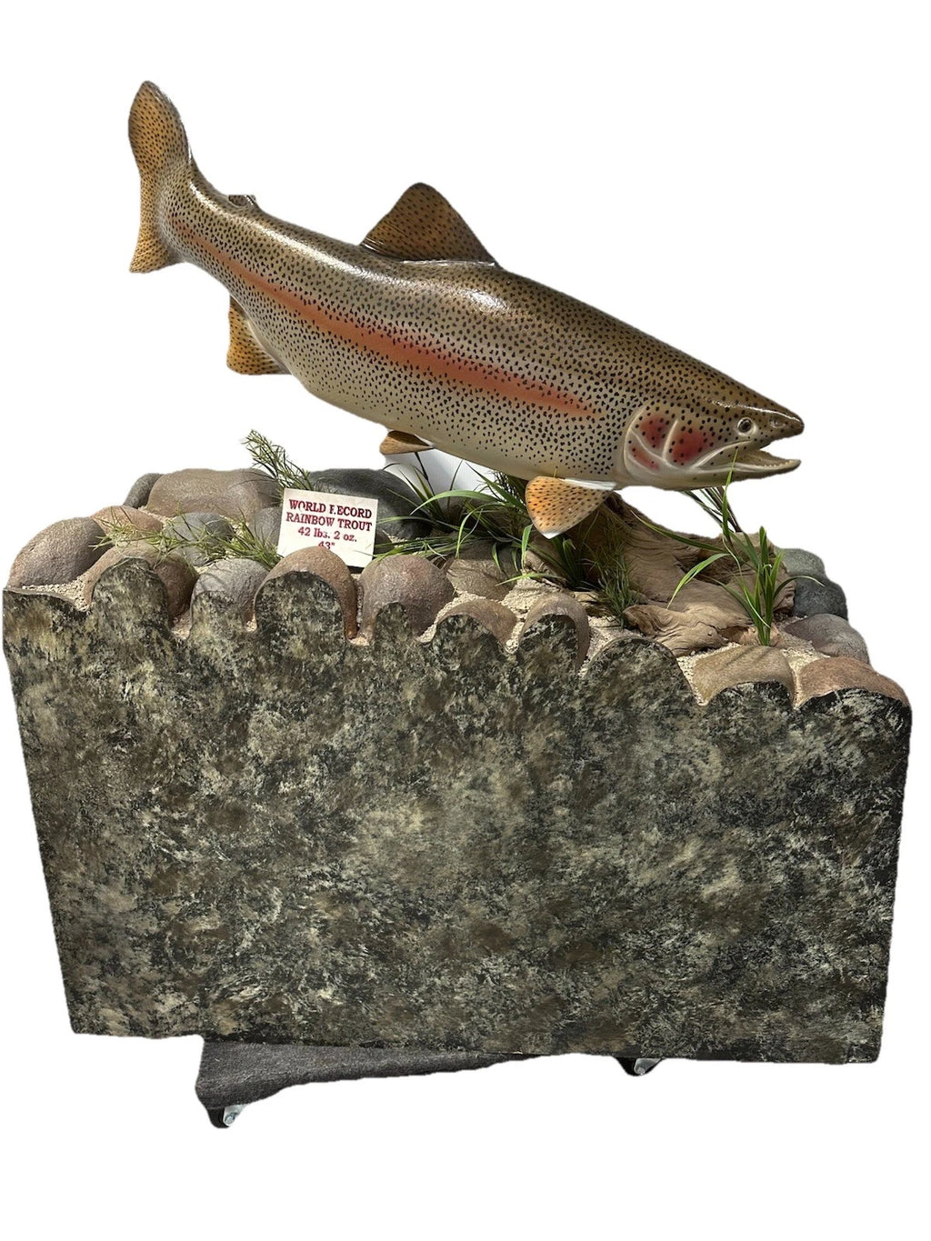 World Record Floor Mounted Rainbow Trout Display