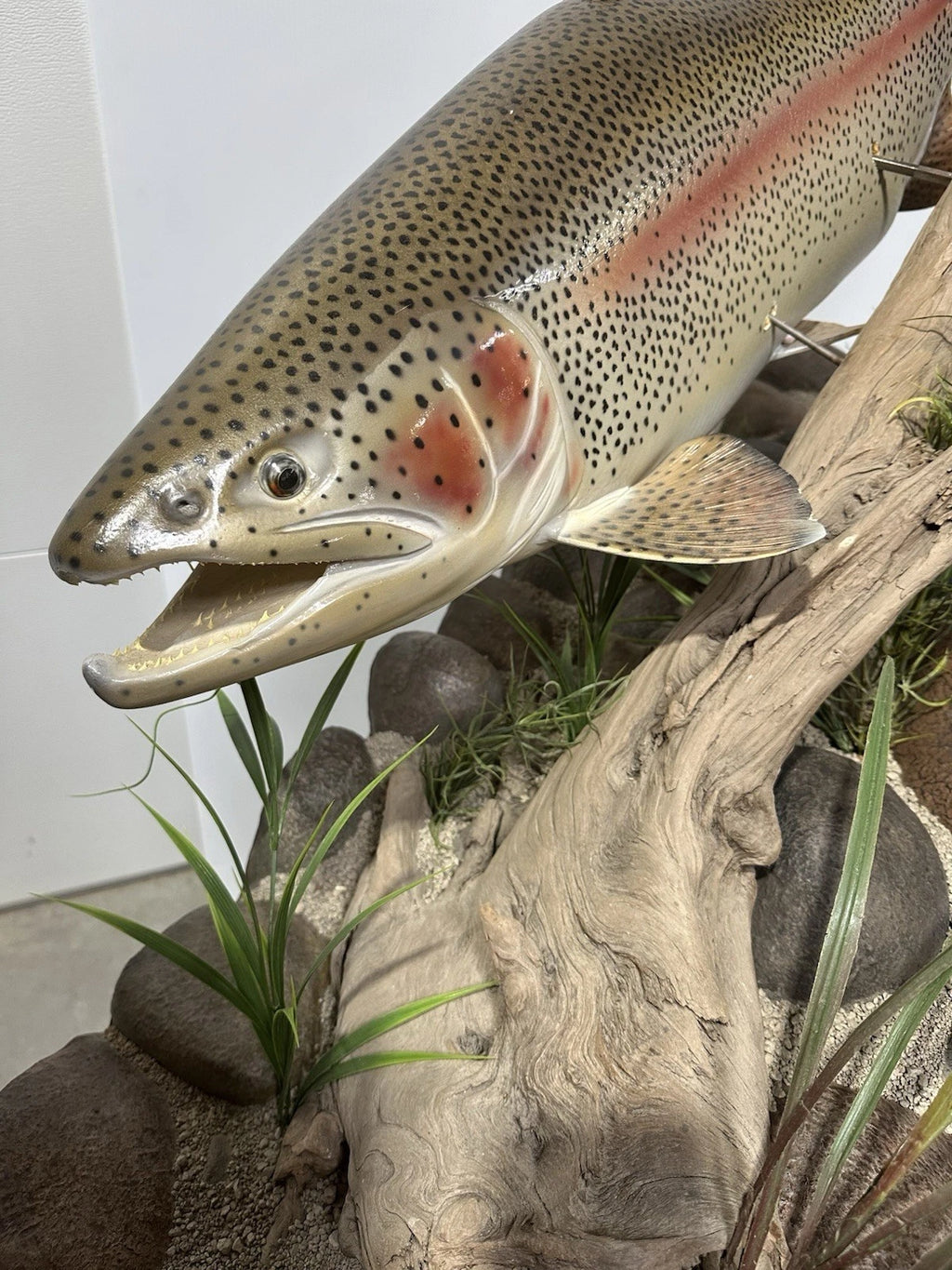 World Record Floor Mounted Rainbow Trout Display