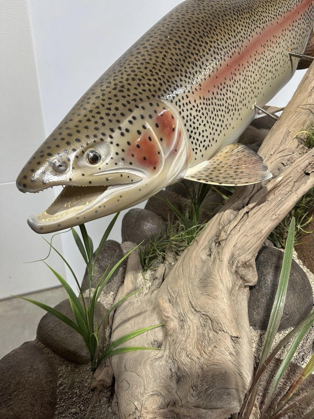 World Record Floor Mounted Rainbow Trout Display