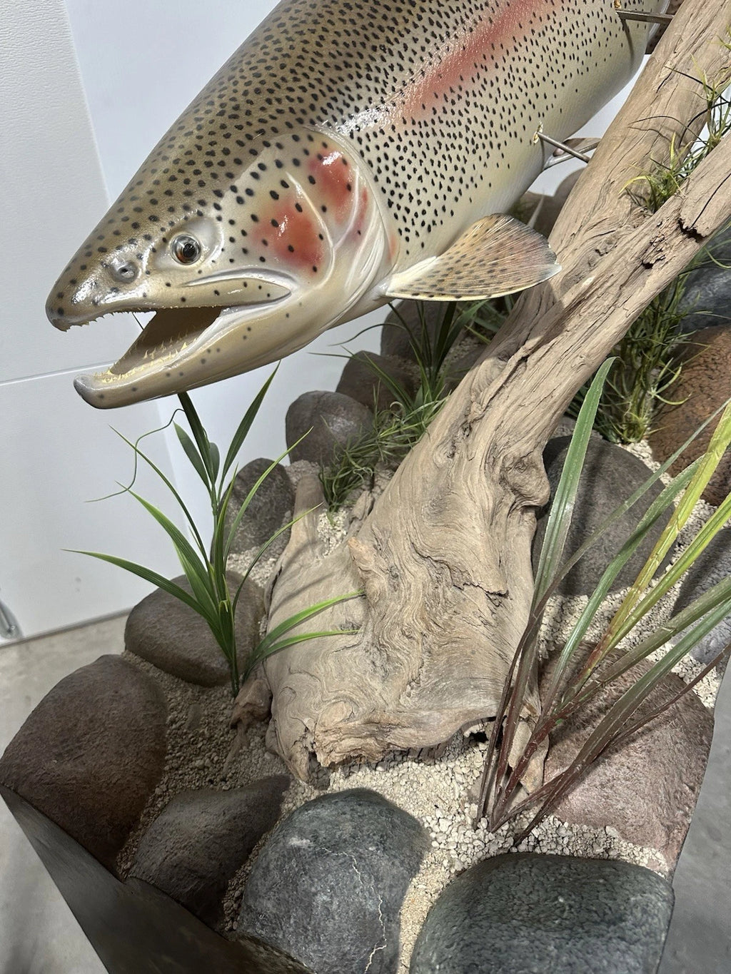World Record Floor Mounted Rainbow Trout Display