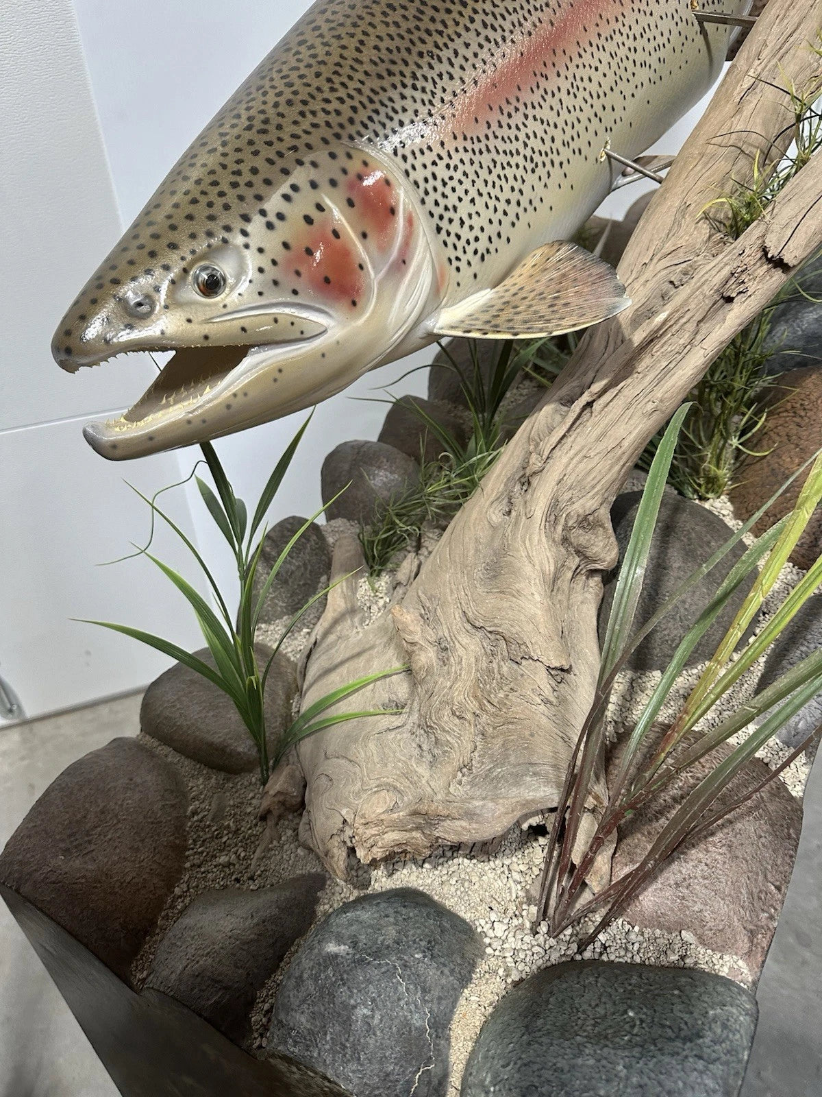 World Record Floor Mounted Rainbow Trout Display