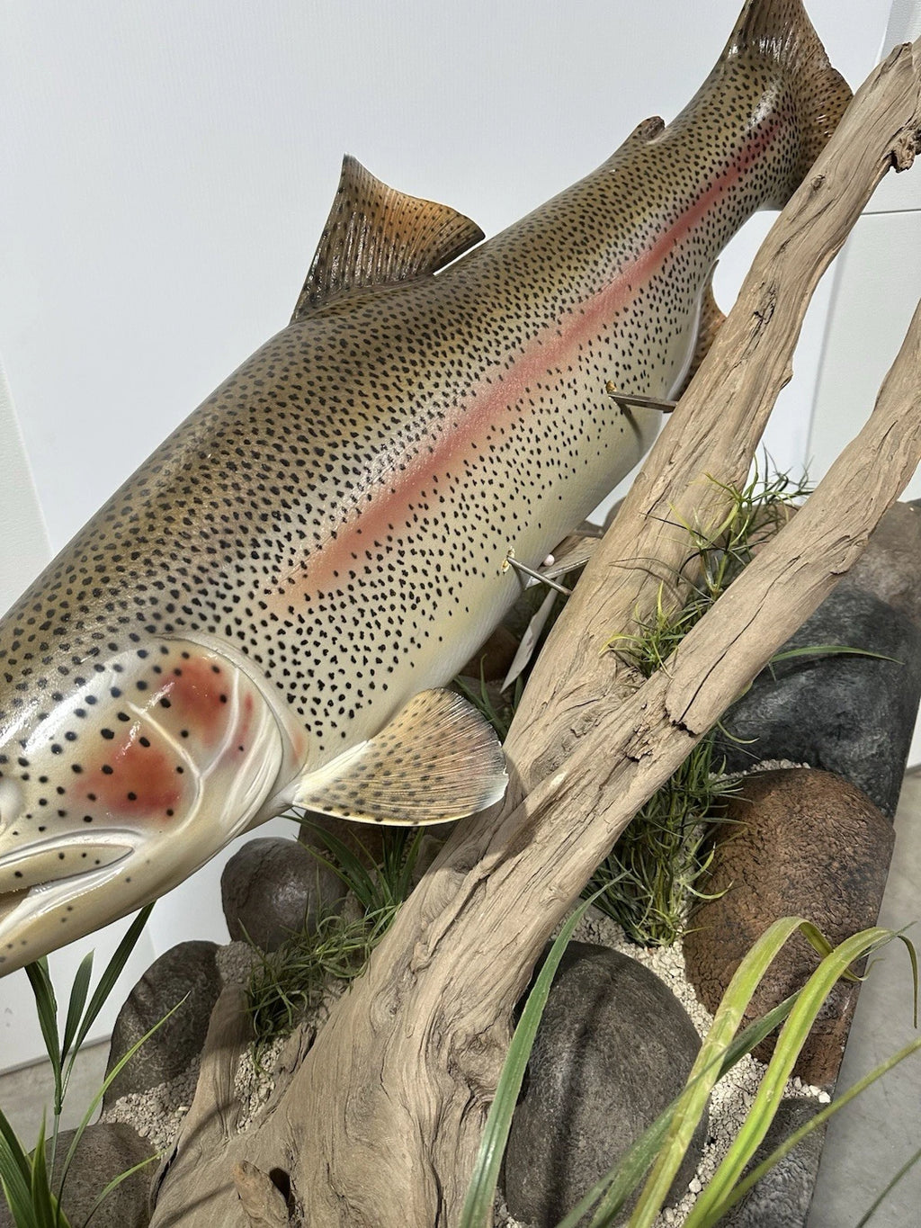 World Record Floor Mounted Rainbow Trout Display