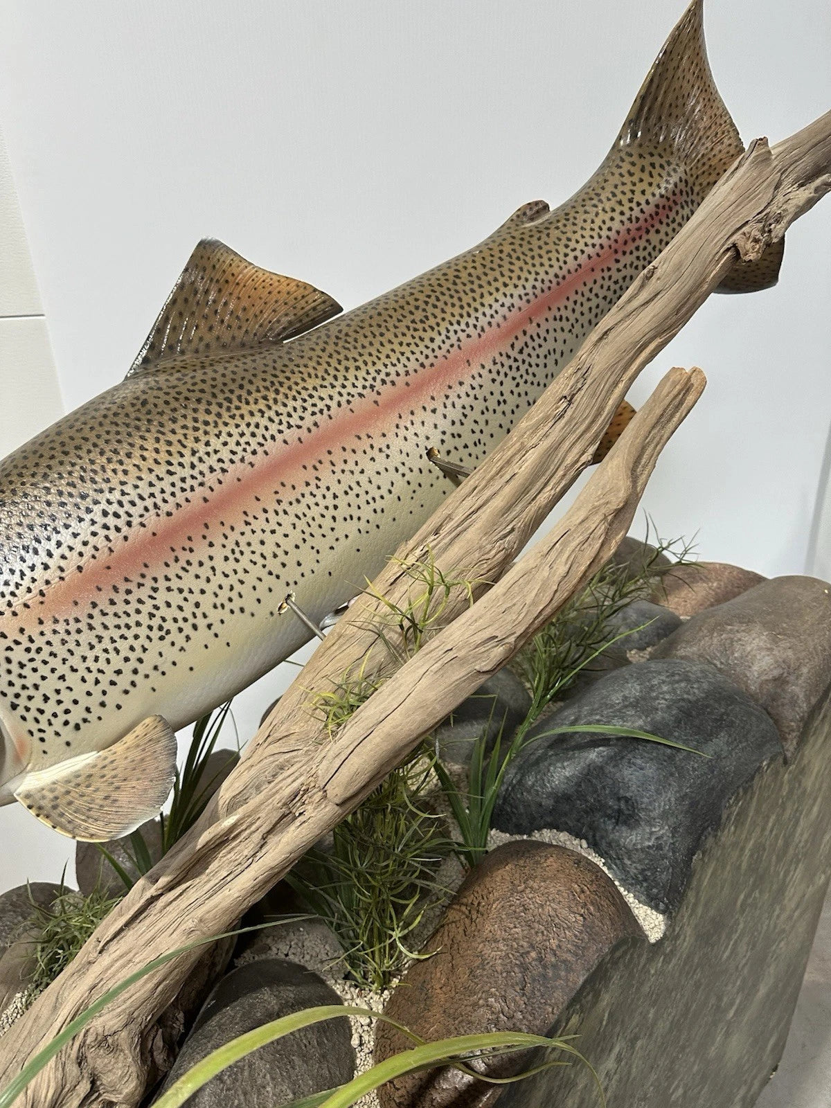 World Record Floor Mounted Rainbow Trout Display
