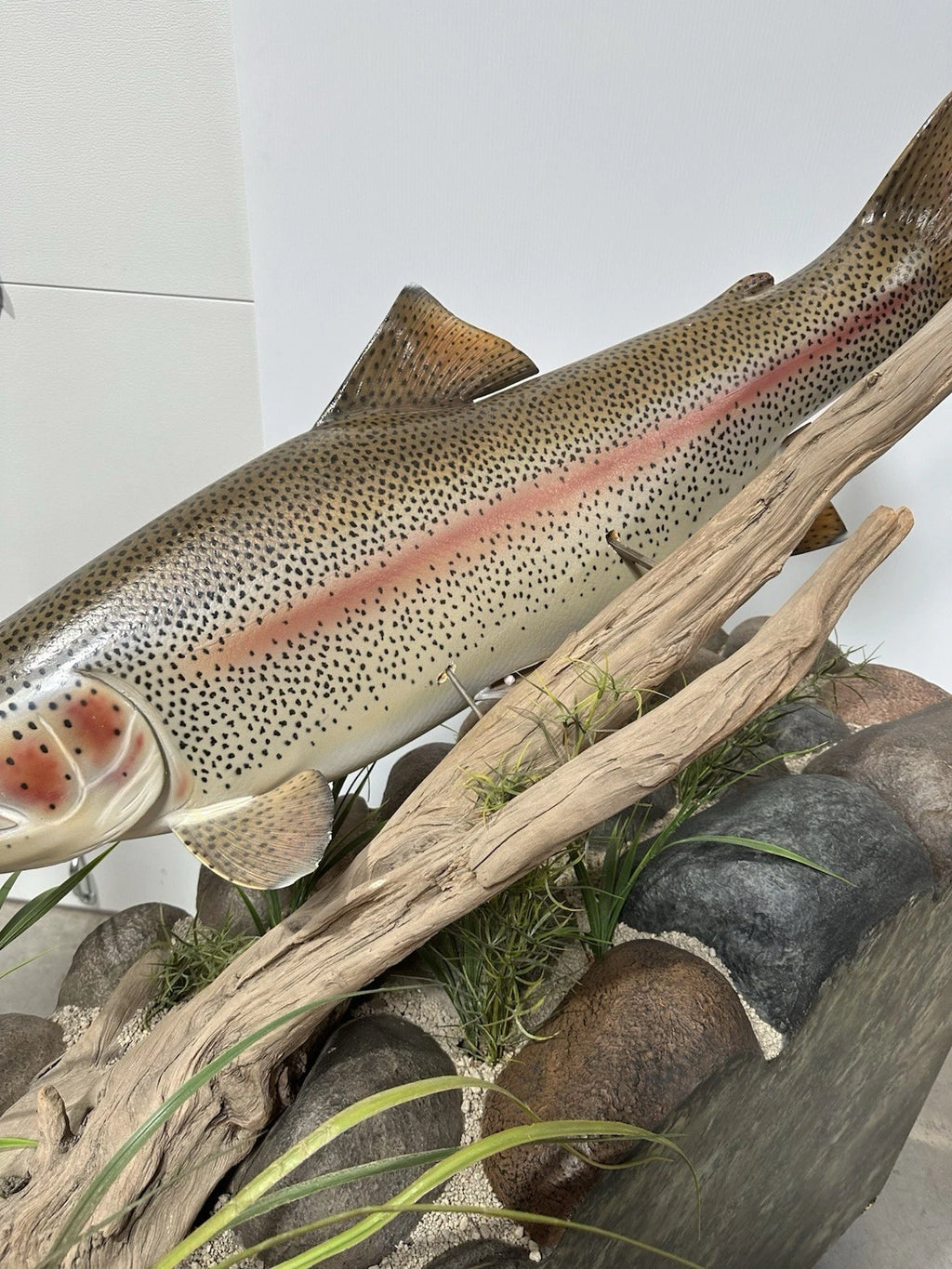 World Record Floor Mounted Rainbow Trout Display