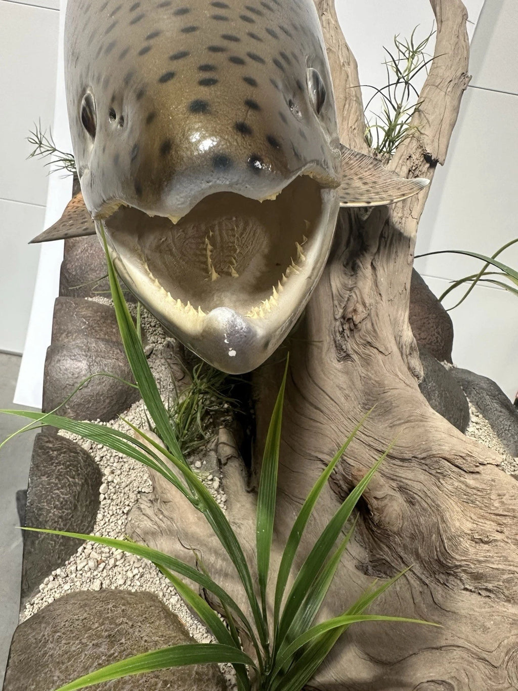 World Record Floor Mounted Rainbow Trout Display