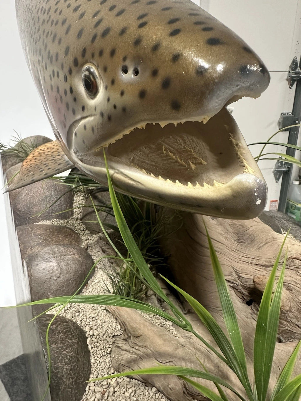 World Record Floor Mounted Rainbow Trout Display