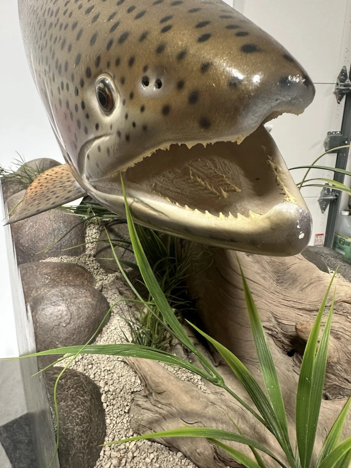World Record Floor Mounted Rainbow Trout Display