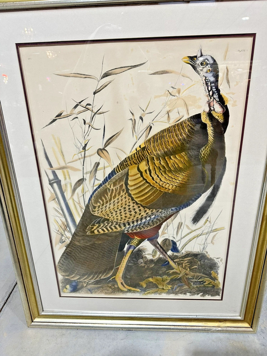 “Wild Turkey” Male By John James Audubon Large Frame With Double Matted