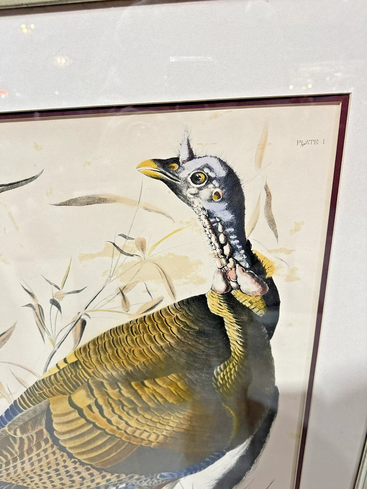 “Wild Turkey” Male By John James Audubon Large Frame With Double Matted