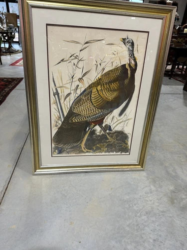 “Wild Turkey” Male By John James Audubon Large Frame With Double Matted